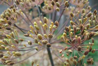 Dill Seedhead